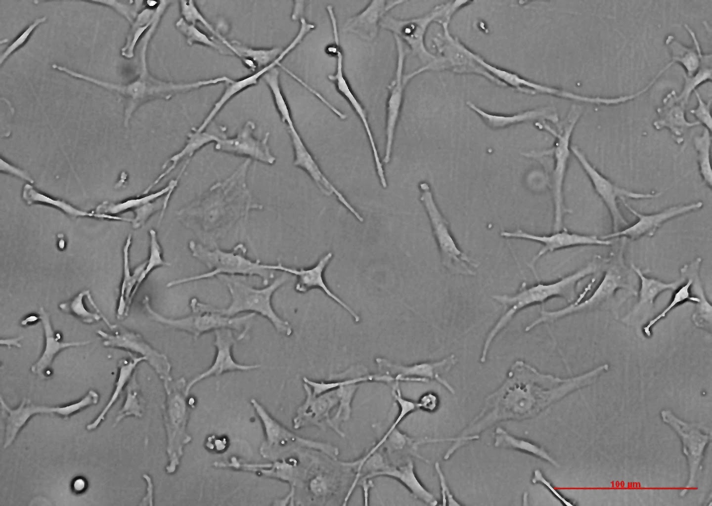 C20 cell culture microscopy
