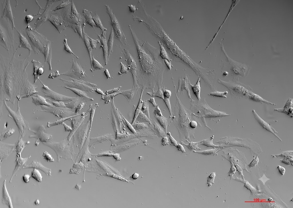 SK cell microscopy